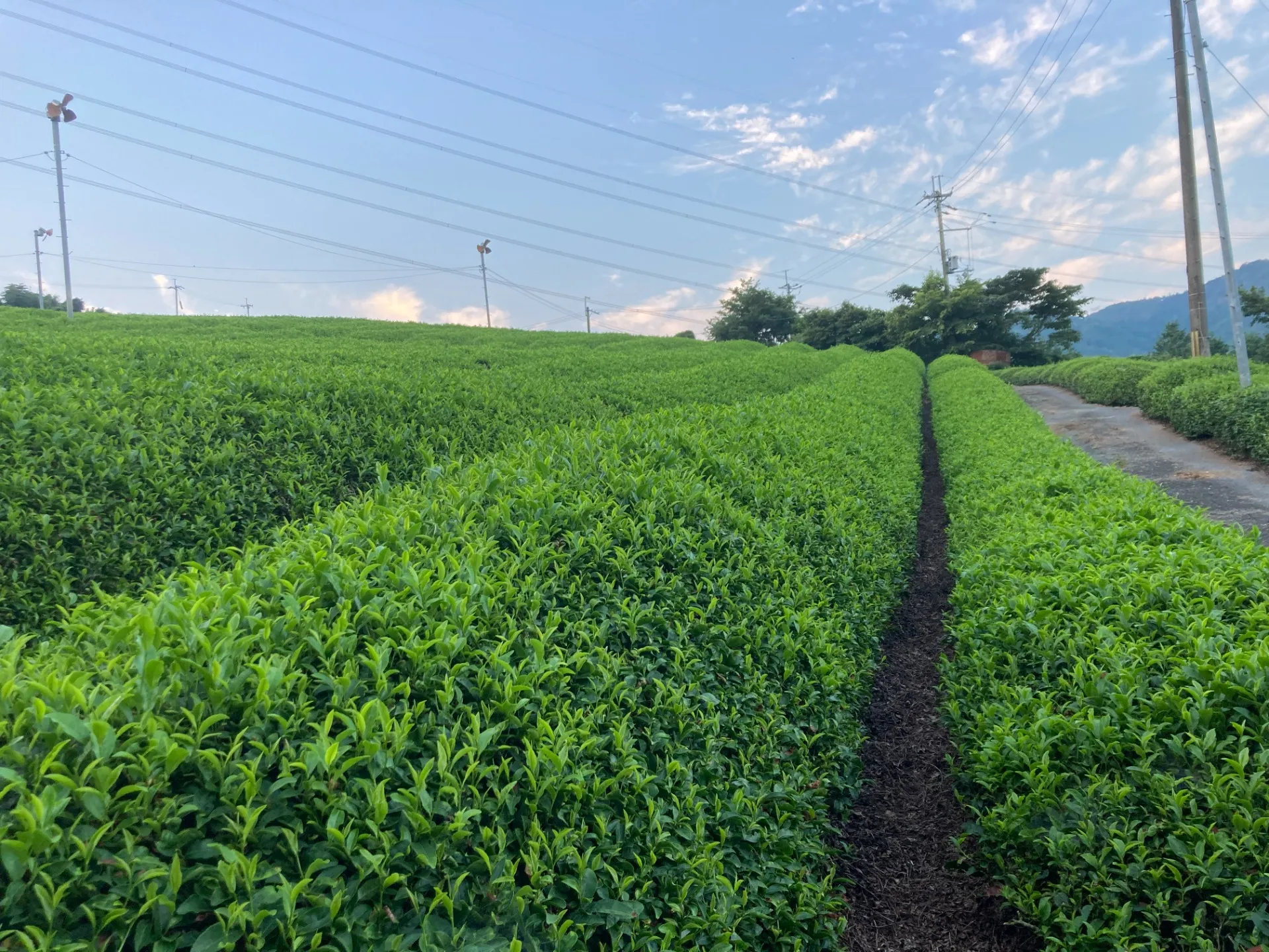 ８月の茶園状況