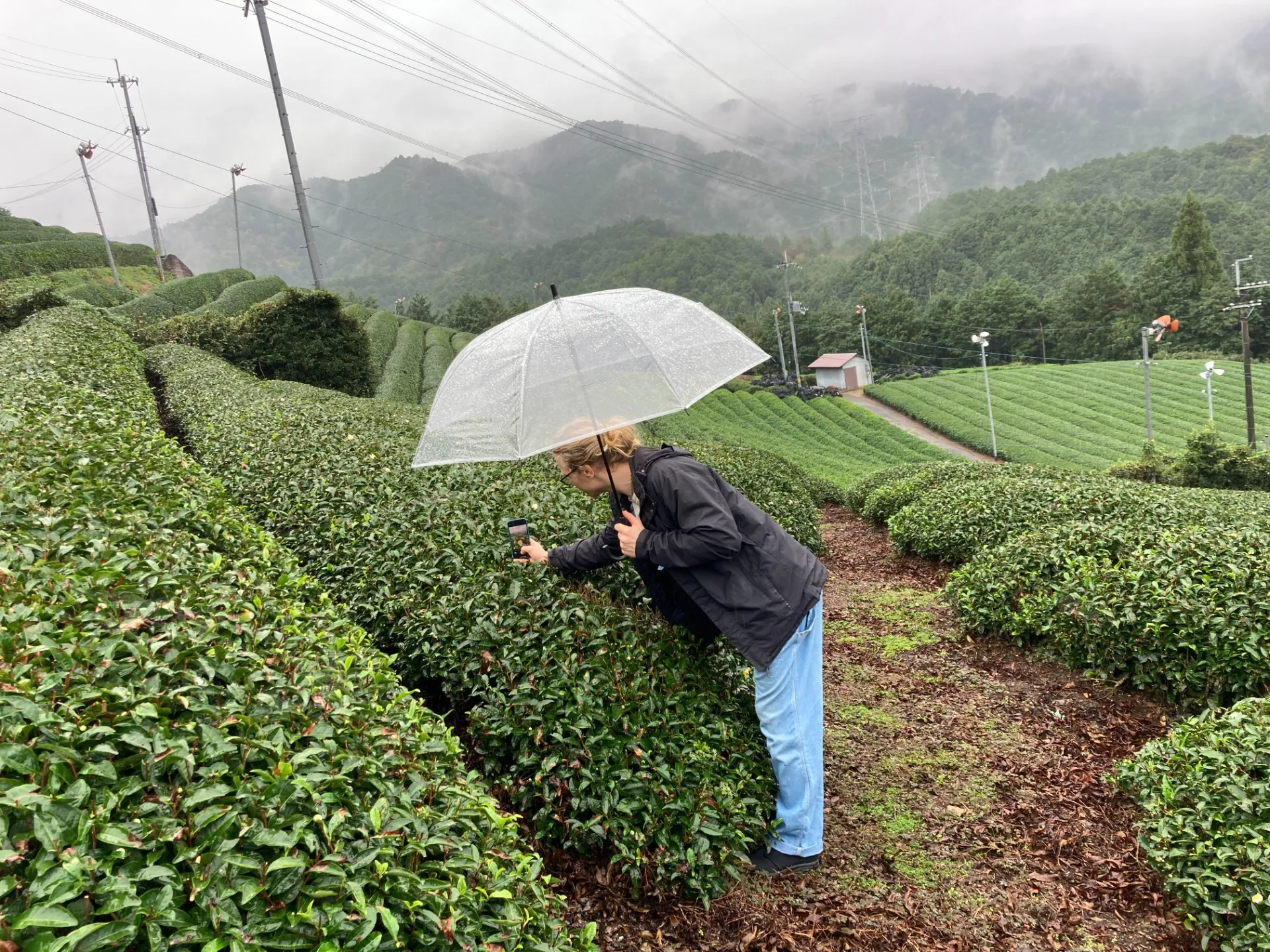 Studying organic tea！